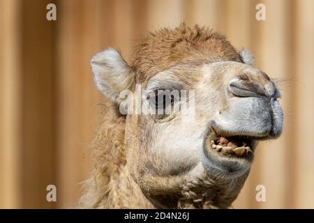 Dromedar oder somalisches oder arabisches Kamel (Camelus dromedarius) Porträt Stockfoto