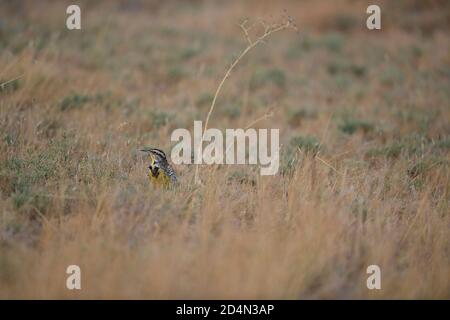Westlichen Meadowlark Stockfoto