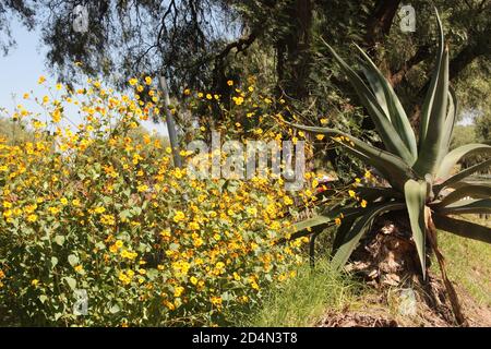 Natur in mexiko Stockfoto