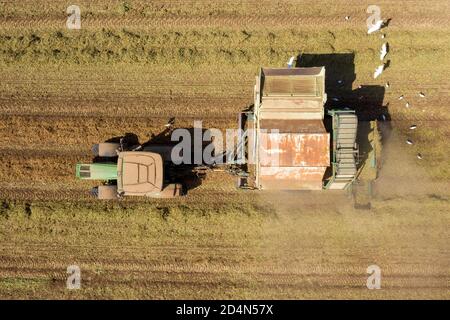 Erdnussernte durch einen Traktor und Picker Anhänger, Luftansicht. Stockfoto