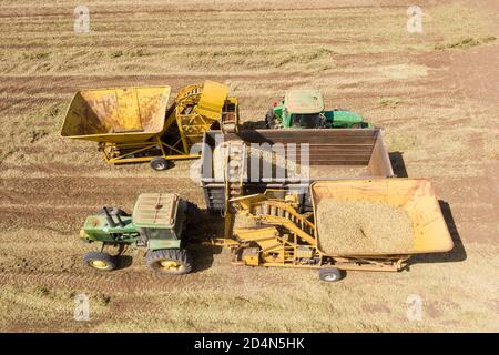 Frisch gepflückte Erdnüsse, die von einem Picker in einen geparkten Anhänger entladen werden, Luftansicht. Stockfoto