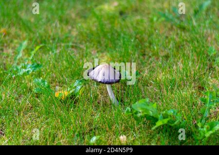 Coprinus comatus, ein Pilz shaggy Tintenkappe auf grünem Gras mit Tau Tropfen bedeckt. Stockfoto