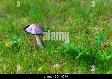 Tintenpilz auf grünem Gras in Tautropfen. Schöner Herbstpilz. Stockfoto