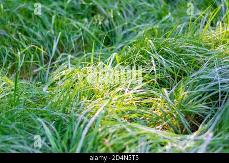 Grüner Rasen mit Tau Tropfen in der Morgensonne. Selektiver Fokus, geringe Schärfentiefe. Stockfoto