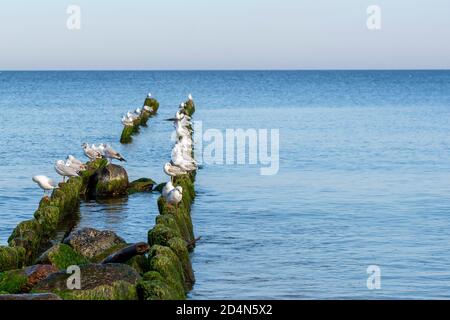 Viele Heringsmöwen (Larus argentatus) sitzen auf alten hölzernen Wellenbrechern im Meer. Stockfoto