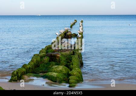 Möwen sitzen auf alten hölzernen Wellenbrechern, die mit grünem Moos bedeckt sind. Gruppe von Seevögeln, die in der Nähe des Meeres ruhen. Stockfoto