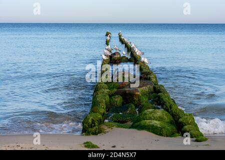 Heringsmöwen sitzen auf alten hölzernen Wellenbrechern in der Ostsee. Stockfoto