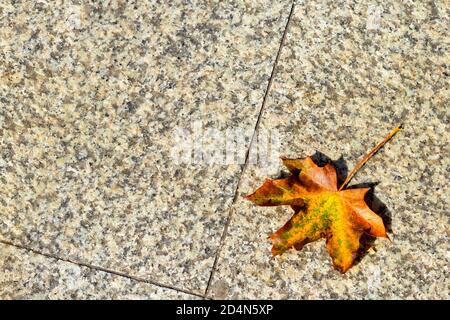 Herbstgelb kanadisches Ahornblatt auf Granitoberfläche. Helles Sonnenlicht, harte Schatten. Naturvernichtung Konzept, Kopierraum. Stockfoto