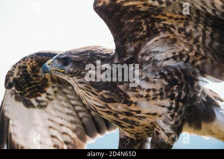 Mittleres Braunes Bussard Spreizflügel, Buteo Buteo in Latein genannt Stockfoto