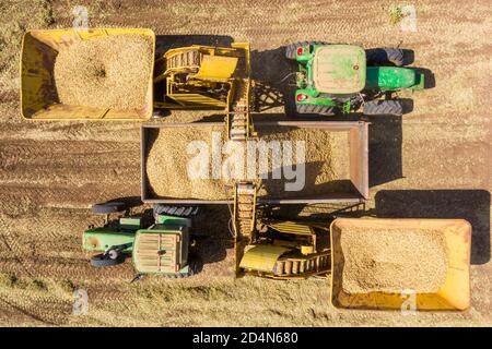 Frisch gepflückte Erdnüsse, die von einem Picker in einen geparkten Anhänger entladen werden, Luftansicht. Stockfoto