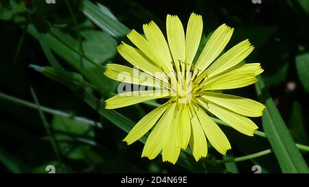 Nahaufnahme einer gewöhnlichen, nipplewort Blume auf dem Laubhintergrund Stockfoto