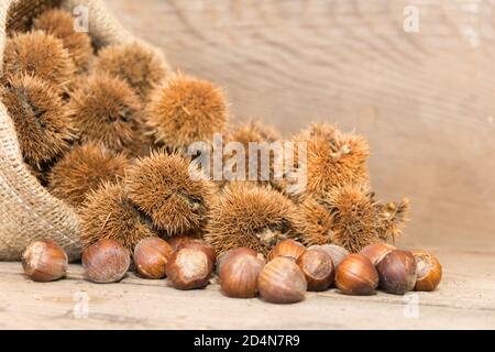 Beutel, der Kastanien und Haselnüsse auf rustikalem Holz verschüttet Stockfoto