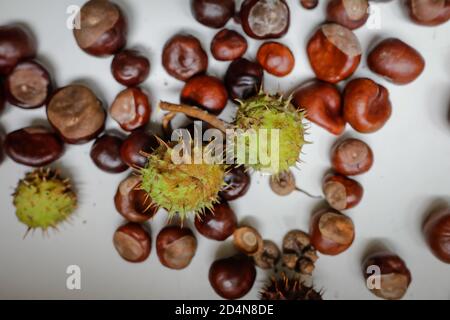 Geringe Schärfentiefe (selektiver Fokus) mit Details von Kastanien aus einer europäischen Rosskastanie (Aesculus hippocastanum). Stockfoto