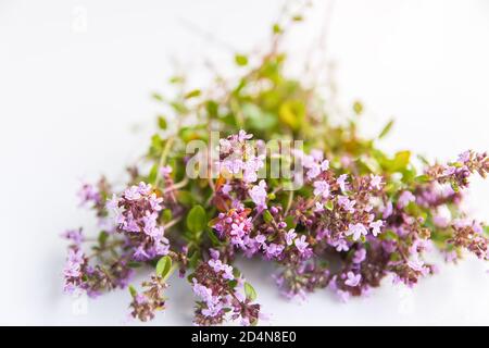 Thymianpflanze. Sommer medizinische Kräuter Bündel auf weißem Hintergrund. Stockfoto