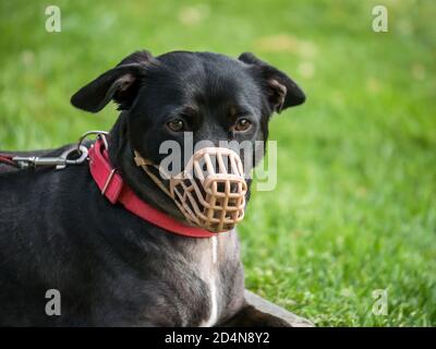 Ein schwarzer Mischlingshund mit Schnauze (Mundschutz) Und Leine, die auf dem Gras ruht Stockfoto