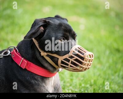 Ein schwarzer Mischlingshund mit Schnauze (Mundschutz) Und Leine, die auf dem Gras ruht Stockfoto