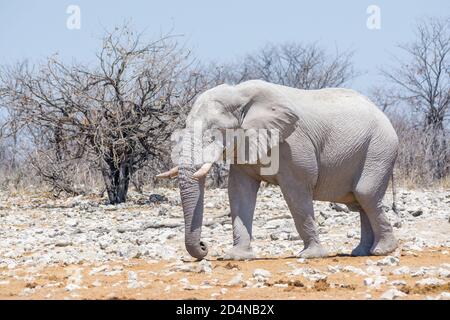 Afrikanischer Buschelefant, Loxodonta africana, Etosha Nationalpark, Namibia Stockfoto