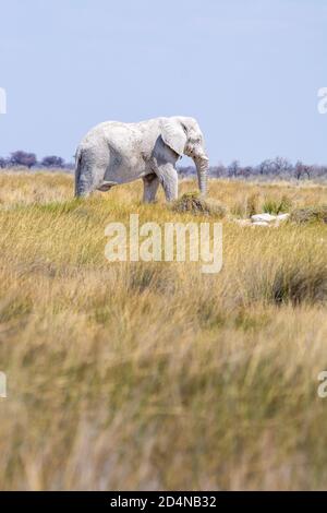 Afrikanischer Buschelefant, Loxodonta africana, Etosha Nationalpark, Namibia Stockfoto