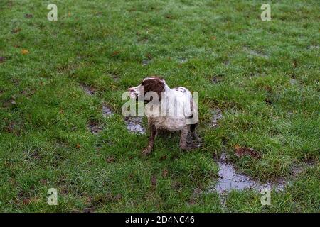 Spaniel Pistole Hund nach Spur der Schuss Vogel 5 Stockfoto