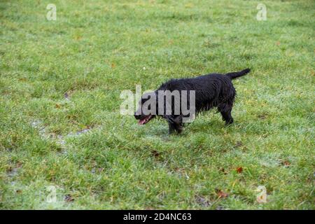 Spaniel Pistole Hund auf der Spur der geschossenen Vogel Stockfoto