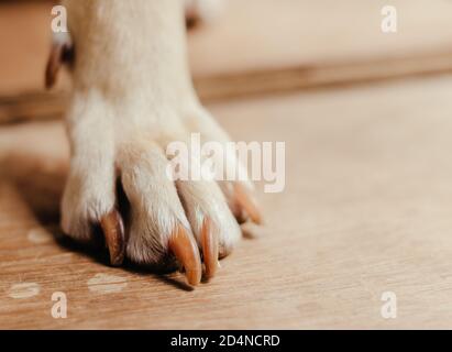 Nahaufnahme der Pfoten eines Hundes auf einem Holzboden Stockfoto