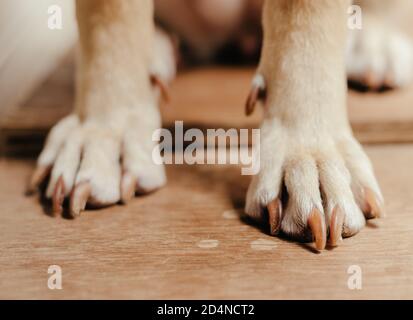 Nahaufnahme der Pfoten eines Hundes auf einem Holzboden Stockfoto