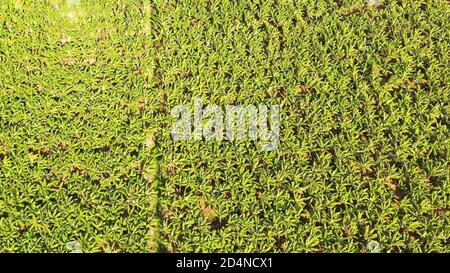 Luftaufnahme des Bananenfeldes von oben. Bananenplantage auf der Insel Mindanao, Philippinen. Stockfoto