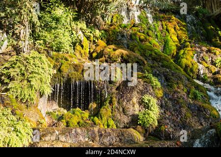 Grünes und gelbes Moos mit tropfenden Wassertröpfchen. Schöner tropischer Hintergrund am Wasserfall. Moosstruktur mit unscharfem Hintergrund. Harbiye, Hut Stockfoto