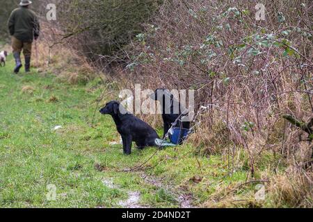 Schwarze Labrador Pistolenhunde auf einem angetriebenen Fasanenschießen in Lancashire. Stockfoto