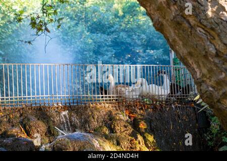 Enten und Gänse wandern durch die Harbiye Gegend, Hatay, Türkei Stockfoto