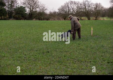 Labrador Pistolenhund holt einen Fasan auf einem gefahrenen Shoot in Lancashire, England Stockfoto