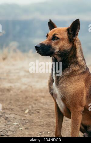 Hund schaut weg von der Kamera Stockfoto