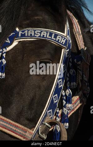 Kappadokien, Türkei. 8. November 2017 Masallah, die Inschrift auf dem Reitpferd ist der arabische Ausdruck, der Respekt und den Willen Gottes zeigt. Stockfoto