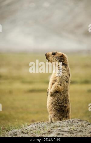 Himalayan Marmot steht in der Gegend von Pangong See Stockfoto