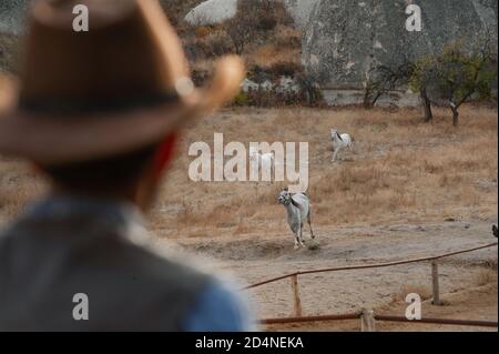 Kappadokien, Türkei. 8. November 2017 Irfan Ozdogan Besitzer der Lucky Horse Ranch, eingebettet zwischen den Feenkaminen in einem Tal direkt hinter dem Cappa Stockfoto