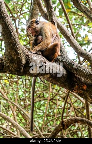 Mutter und kleiner Affe sitzen zusammen auf einem Baum. Kleiner Affe umarmt seine Mutter in Talalla. Friedlicher Moment mit Tieren in natürlicher Umgebung. Stockfoto