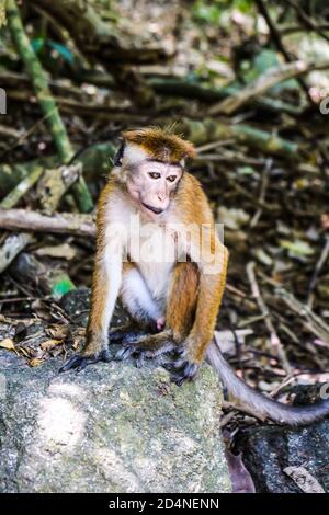 Traurige einsame toque Macaque sitzt allein auf einem Stein in den Bäumen in der Nähe von Jungle Beach in Sri Lanka. Affe im natürlichen Lebensraum. Gelangweilter Primat Macaca Stockfoto