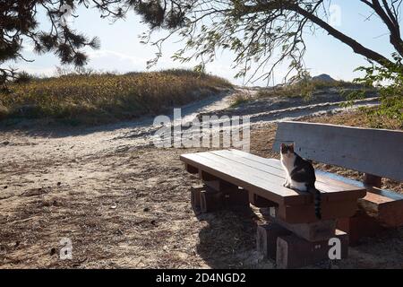 Katze auf einem Holztisch. Eingang zum Sandstrand mit Dünen. Insel Hiddensee in Norddeutschland. Stockfoto