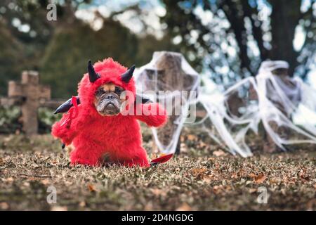 Französischer Bulldog Hund trägt rote Halloween Teufelskostüm mit gefälschten Armen hält Pitchfork, mit Teufelsschwanz, Hörner und schwarzen Fledermausflügeln Stockfoto