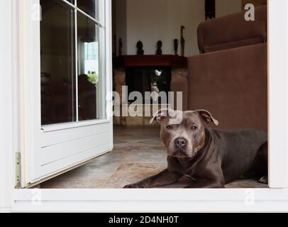 Englisch Staffordshire Bull Terrier liegend innen vor der Tür. Blue Staffy ruht im Wohnzimmer und blickt nach draußen. Stockfoto
