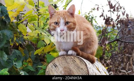 Eine rothaarige junge Katze sitzt in der Nahaufnahme auf einem gefällten Baum und schaut direkt auf die Kamera. Ein Haustier geht im Herbst auf der Straße in der Nähe des Hauses. Stockfoto