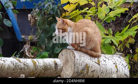 Eine rothaarige junge Katze sitzt aus der Nähe auf einem gefällten Baum und schaut weg. Ein Haustier geht im Herbst auf der Straße in der Nähe des Hauses. Stockfoto
