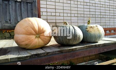 Drei riesige Kürbisse aus der Nähe. Ernte Reife Kürbisse im Spätherbst im Garten. Stockfoto