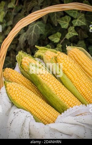 Frisches Maiskolben im Korbkorb. Unbehandelte Maiskolben. Frisches Maisgemüse im Korb. Geernteter Mais im Korbkorb, frisch gepflückte Maisähren ou Stockfoto