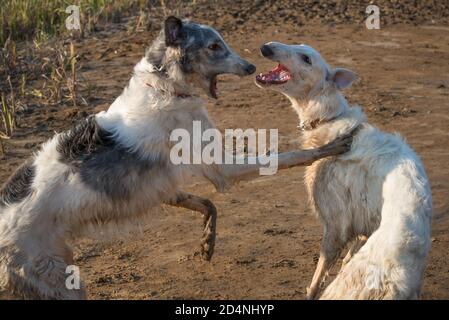 Hunde der russischen Langhaarigen Windhund Rasse, auch als der russische Wolfshund, spielen Jagd-Spiele Stockfoto