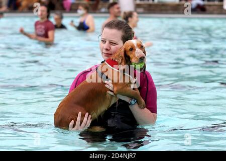 Cheltenham, Großbritannien. 10. Oktober 2020. Hunde und ihre Besitzer haben die Möglichkeit, gemeinsam im Sandford Park Lido zu schwimmen, einem Freibad in Cheltenham, Gloucestershire, Großbritannien, am letzten Tag der Sommersaison, bevor der Pool für das Jahr geschlossen wird. Kredit: Thousand Word Media Ltd/Alamy Live Nachrichten Stockfoto