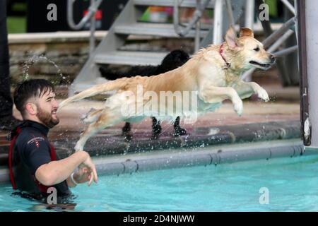 Cheltenham, Großbritannien. 10. Oktober 2020. Hunde und ihre Besitzer haben die Möglichkeit, gemeinsam im Sandford Park Lido zu schwimmen, einem Freibad in Cheltenham, Gloucestershire, Großbritannien, am letzten Tag der Sommersaison, bevor der Pool für das Jahr geschlossen wird. Kredit: Thousand Word Media Ltd/Alamy Live Nachrichten Stockfoto