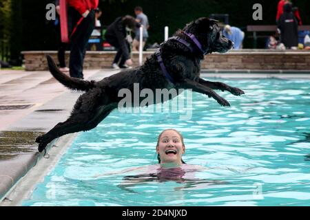 Cheltenham, Großbritannien. 10. Oktober 2020.12-jährige Bella springt über ihren Besitzer Sam Pratt. Hunde und ihre Besitzer haben die Möglichkeit, gemeinsam im Sandford Park Lido zu schwimmen, einem Freibad in Cheltenham, Gloucestershire, Großbritannien, am letzten Tag der Sommersaison, bevor der Pool für das Jahr geschlossen wird. Kredit: Thousand Word Media Ltd/Alamy Live Nachrichten Stockfoto