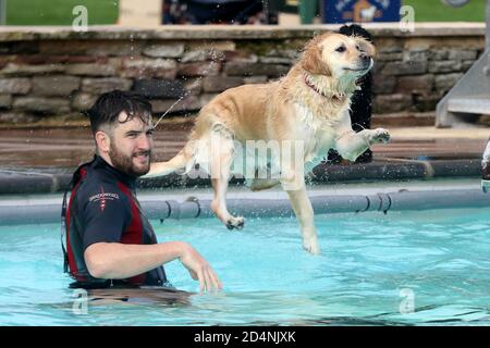 Cheltenham, Großbritannien. 10. Oktober 2020. Hunde und ihre Besitzer haben die Möglichkeit, gemeinsam im Sandford Park Lido zu schwimmen, einem Freibad in Cheltenham, Gloucestershire, Großbritannien, am letzten Tag der Sommersaison, bevor der Pool für das Jahr geschlossen wird. Kredit: Thousand Word Media Ltd/Alamy Live Nachrichten Stockfoto