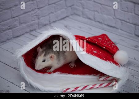 Eine kleine dekorative niedliche Ratte sitzt in einem roten Neujahrshut. In der Nähe liegt ein Zuckerrohr. Nahaufnahme eines Nagetieres. Stockfoto